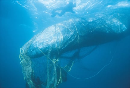 Scalloped hammerhead in net: Pascal Kobeh / Nature Picture Library